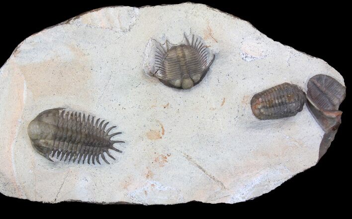 Four Trilobite Species In Association - Jorf, Morocco #138935